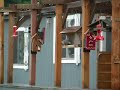 Band Tailed Pigeon At Home