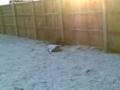 videos de dudley in the snow