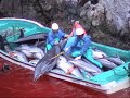 Protesting Japan hunting dolphins