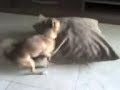 Simi Cogiendo
