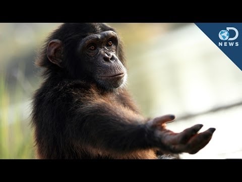 Should Chimps Have Human Rights?