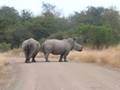Kruger Rhinos