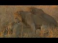 lions harass lioness