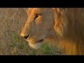lions harass lioness