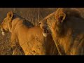lions harass lioness