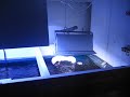 Video tour of my reef