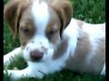 jake as a puppy.wmv