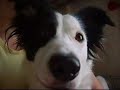 The Best Of Friends- Sheena the Dog and Simba the cat The Best Of Friends- Sheena the Dog and Simba the cat