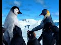 punjagi totay::::: Happy Feet Punjaagi 04