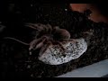 La Pelua (big spider) VS un raton cualquiera La Pelua (big spider) VS un raton cualquiera