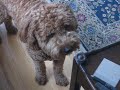 Artie Watching Dad Replenish His Food (July 2008)