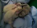 Baby Bunnies