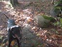 Dogs having fun