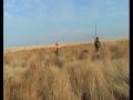 Kansas Pheasant Hunting Kansas Pheasant Hunting