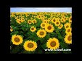 new hindi sad song 2008 (amrik ricky) new hindi sad song 2008 (amrik ricky)