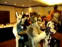 AC08: Fursuit Meet and Greet