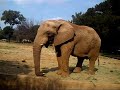 african elephant chewing on branch johannesburg SA zoo