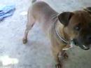 hermann meu cachorro