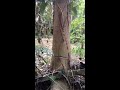 Click here to watch this video Sketchy tree cut 2.1 bah ku za lolo