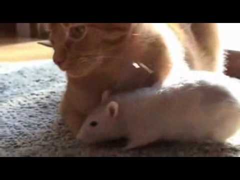 souris