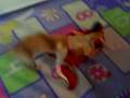 humping doggy