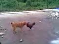 anjing main sama ayam
