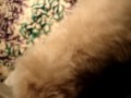 Gitano Plays Kitten Footsies