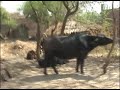 A drive through Saundhad Village