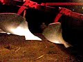 new holland 8360 at night