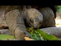 Aldabra tortoise eating tree Aldabra tortoise eating tree