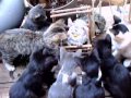 Curious Kittens And A Furby