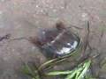 YouTube Thumbnail Image