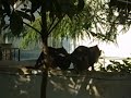 Büyük Adada Fuhu? | Kedi Çiftle?mesi Büyük Adada Fuhu? | Kedi Çiftle?mesi