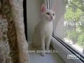 Ablakos cic Ablakos cic