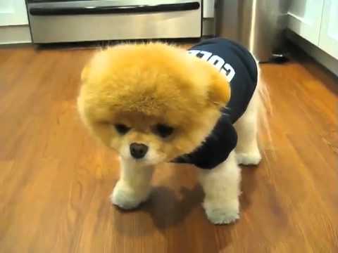 Boo - най-сладкото кученце на света :) 