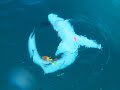 Big Blue Shark Part 2 Big Blue Shark Part 2