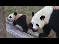 Lin Ping, Thailand’s Baby Panda Plays With Mother Lin Hui