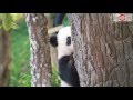 Lin Ping, Thailand's Baby Panda Plays With Mother Lin Hui