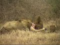 Lions, Brothers in Arms, Krugerpark