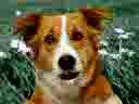 Dog-Swearing-In-Punjabi-Part-(2)