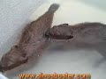 Baby Beavers Rescued 
