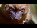Sifaka Lemurs