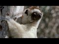 Sifaka Lemurs
