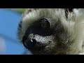 Sifaka Lemurs