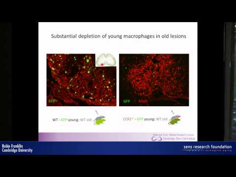 how to repair myelin sheath