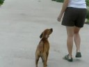Kiki - 15 wks, down and back