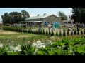 Whatcom County Raspberry Festivals by ExplorationsNorthwest.com