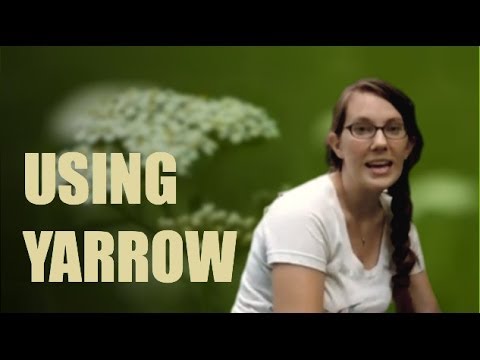 how to harvest yarrow