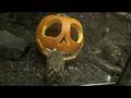 Philadelphia Zoo Pygmy Marmosets Beast Feast
