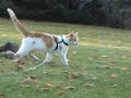 Gracie's fall adventures